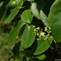 Causonis trifolia (L.) Mabb. & J.Wen